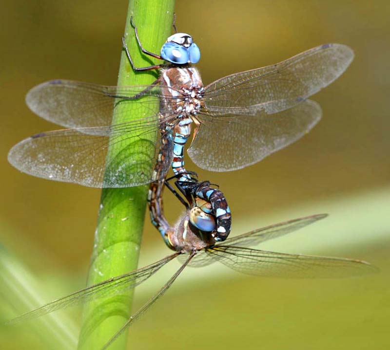 Blue-eyedDarnerinwheel