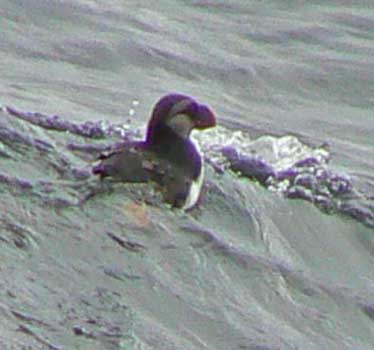 Horned Puffin