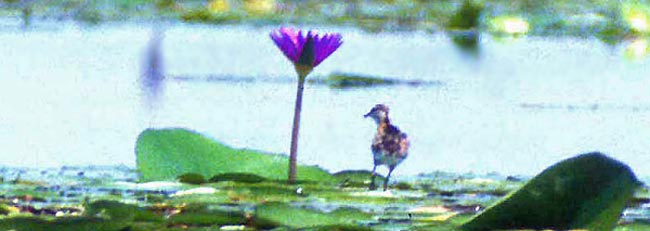 Jacana family Jacanidae